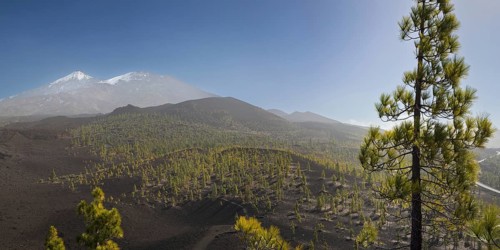 Canary Island pines (Pinus canariensis), Mirador de Chio, Teide National Park, Tenerife, Canary