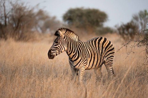 Plains zebra (Equus quagga), in dry grass, in the evening light, Kruger National Park, South