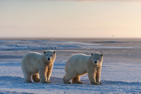 Polar bear (Ursus maritimus), two cubs standing in the snow, evening light, pack ice, Kaktovik,