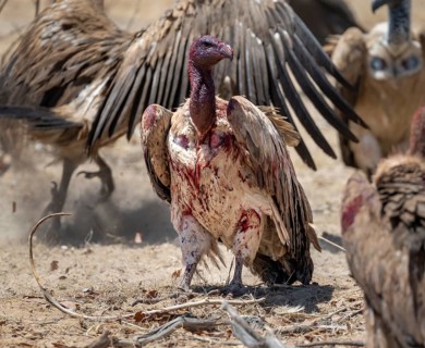 White-backed vulture (Gyps africanus) with bloody head, carcass of a dead plains zebra (Equus