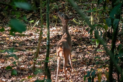 White-tailed deer (Odocoileus virginianus), female in the rainforest, Manuel Antonio National Park,