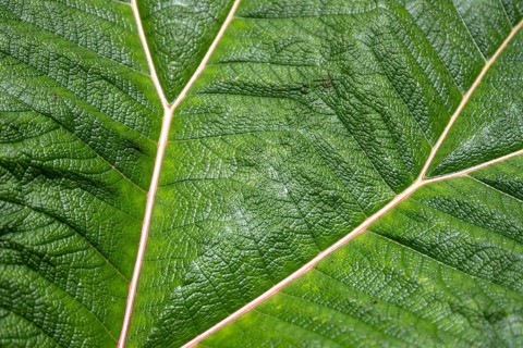 Mammoth leaf (poorman's umbrella), leaf structure, detail of a leaf, Poás National Park, central
