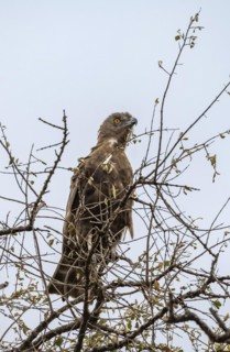 Brown snake eagle (Circaetus cinereus), perched in a tree against a white sky, Kruger National