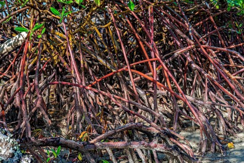 Mangrove roots sprouting in the sand of Sargi beach on the south coast of the state of Bahia,