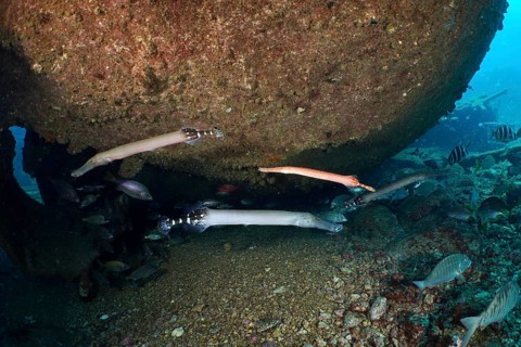 Several specimens of Atlantic cornetfish (Aulostomus strigosus) swim under a wreck on a pebbly