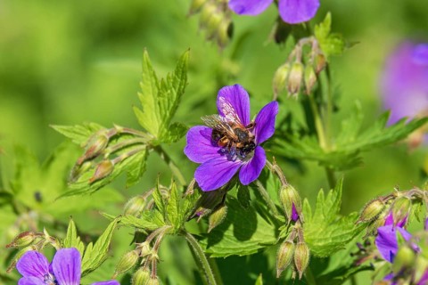 Blomming Wood cranesbill (Geranium sylvaticum) with a pollinating bumblebee