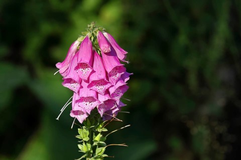 Common foxglove (Digitalis purpurea), flowers, from the plantain family, highly toxic, deadly