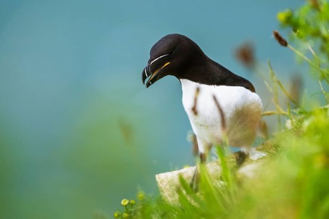 Razorbill, Alca Torda, birds on cliffs, Bempton Cliffs, North Yorkshire, England, United Kingdom,