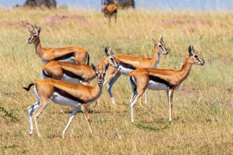 Group of Thomson's gazelle (Eudorcas thomsonii) on the savanna in Africa, Maasai Mara National