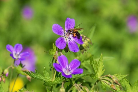 Flowering wild Wood cranesbill (Geranium sylvaticum) with a pollinating bee a sunny summer day