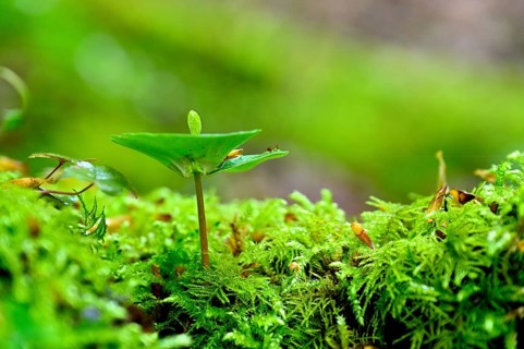 Seedling of copper beech (Fagus silvatica), natural forest regeneration, Lower Rhine, North