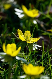Winter aconites (Eranthis hyemalis), January, Saxony, Germany, Europe