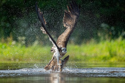 Western osprey (Pandion haliaetus) hunting, Aviemore, Scotland, Great Britain
