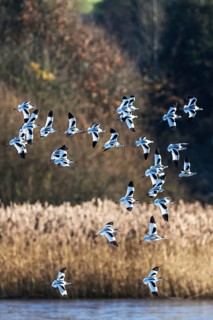 Pied Avocet, Recurvirostra avosetta, birds in flight over marshes at sunrise
