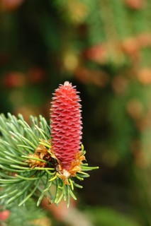 European spruce (Picea abies), inflorescence, female flower, becomes a spruce cone, Wilden, North