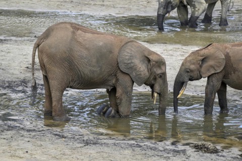 African forest elephants (Loxodonta cyclotis) in the Dzanga Bai forest clearing, Dzanga-Ndoki