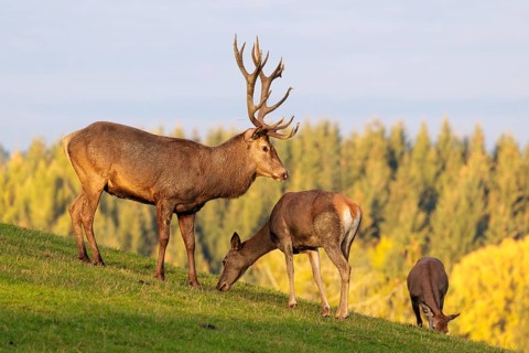 A red deer stag (Cervus elaphus) runs across a meadow in the beautiful morning light, down a hill