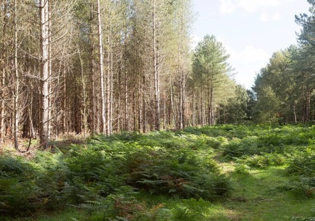 Coniferous pine trees in forestry plantation, Rendlesham Forest, Suffolk, England, UK