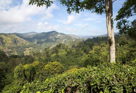 Lush green landscape looking over a tea plantation at Ella, Badulla District, Uva Province, Sri