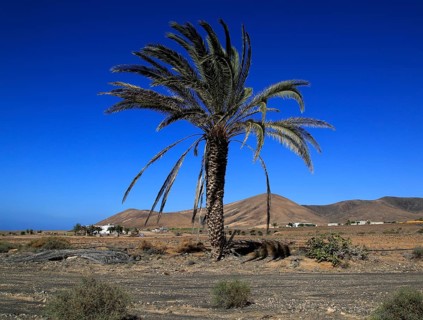 Date palm tree against deep blue sky in semi-desert near Pajara, Fuerteventura, Canary Islands,