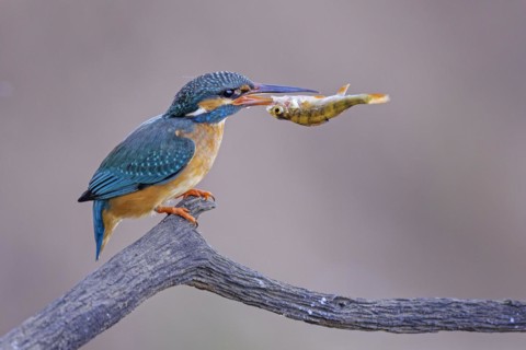 Common kingfisher (Alcedo atthis) Indicator of clean watercourses, mating feeding, female with