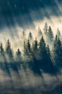Fog and forest in Oberägeri in the canton of Zug, Switzerland, Europe