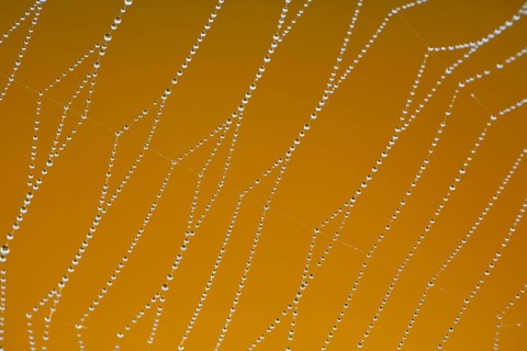 Dewdrops on a spider's web, Switzerland, Europe
