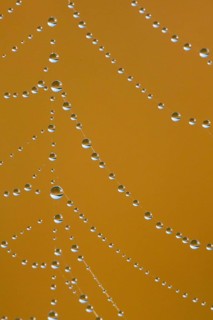 Dewdrops on a spider's web, Switzerland, Europe