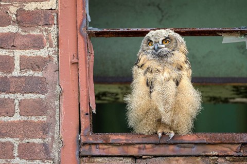 Eurasian eagle-owl (Bubo bubo), fledged young bird, in an old window frame, industrial building,