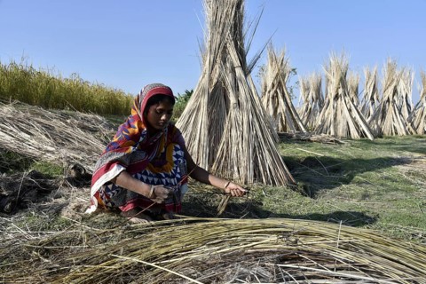 Farmer extracts jute fibre from retted Jute Stem at Jania village in Barpeta district, some 150 kms