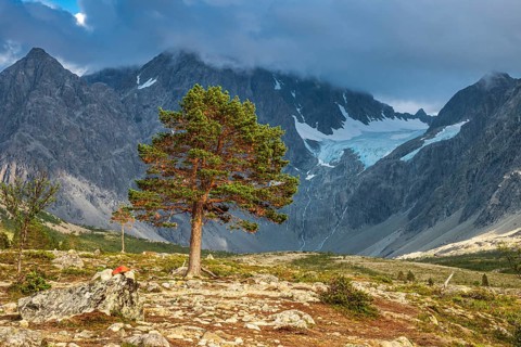 Cairn as signpost to glacier Lenangsbreen, lonely large tree, on hike to glacier lake Blåvatnet,