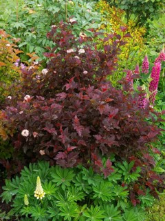 Green garden with dark-leaved bush and pink flowers surrounded by lush foliage, Common Nine Bark