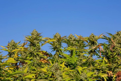 Paw Paw, Michigan, Grasshopper Farms, a large outdoor cannabis grower in west Michigan