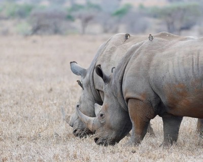 Southern white rhinoceroses (Ceratotherium simum simum), two adult males feeding on dry grass, with
