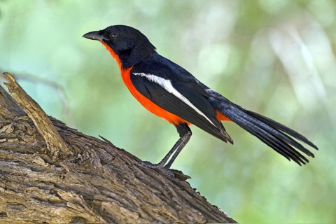 Red-bellied shrike (Laniarius atrococcienus) Kalahari South Africa