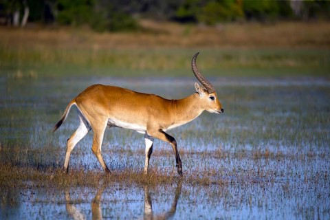 Red hartebeest, Africa, Botswana, (Kobus leche), Okovango Delta, Africa