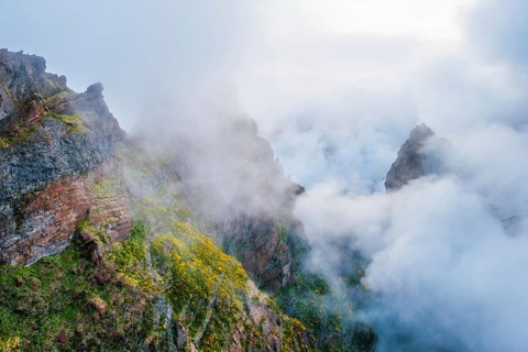 A mountain covered in fog and clouds with blooming Cytisus shrubs. Near Pico de Arieiro, Madeira