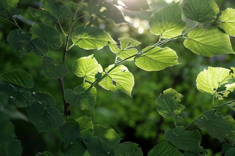 Linden tree (Tilia), leaves, branch, green, sunlight, The leaves of the lime tree are illuminated
