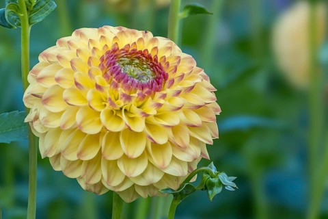 Dahlia (Dahlia), Münsterland, North Rhine-Westphalia, Germany, Europe
