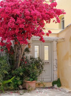 House entrance with bougainvillea or triplet flower (bougainvillea), Parikia, Paros, Klyklades,