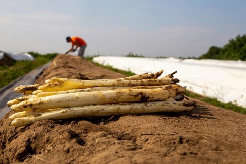 Agriculture asparagus harvest at the Schmitt vegetable farm in Hockenheim, Baden-Württemberg