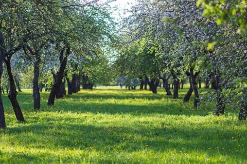 Blooming apple trees in spring park