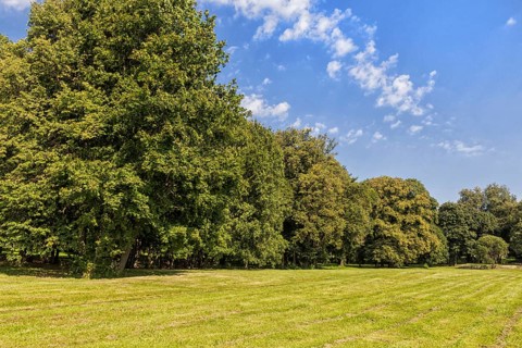 Old park with green lawns and big trees. Belarus