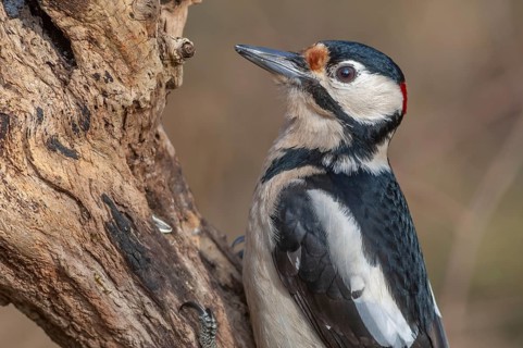 Great Spotted Woodpecker (Dendrocopos major) on a branch in the forest. Bas-Rhin, Alsace, Grand