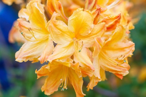 Rhododendron (azalea) flowers of various colors in the spring garden. Closeup. Blurred background