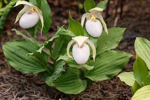 Beautiful orchids of different colors on green background in the garden. Lady's-slipper hybrids.