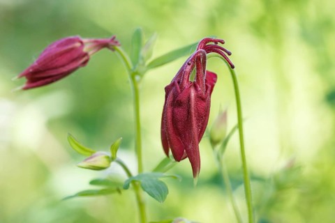 Purple aquilegia (columbine) flower on a green blurred background. Closeup