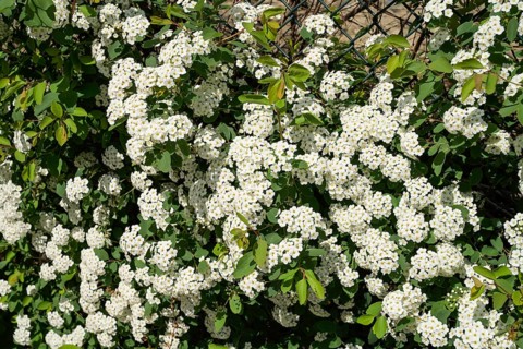 Blooming hawthorn, Berlin, Germany, Europe