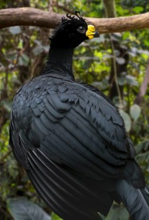 Yellow-knobbed curassow (Crax daubentoni) male foraging in forest, native to Colombia and