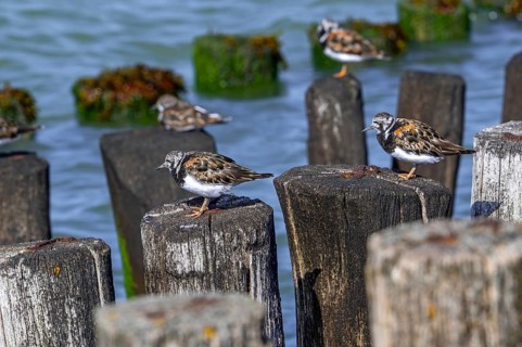 Ruddy turnstones (Arenaria interpres) in breeding plumage resting on wooden breakwater used as high